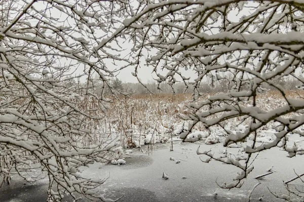 冬雪覆盖的森林的迷人的镜头 — 图库照片