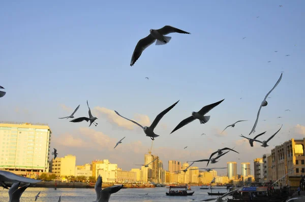 Een Prachtig Uitzicht Een Zwerm Vogels Vliegen Tussen Het Meer — Stockfoto