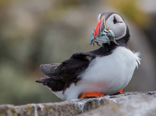 A closeup shot of a Puffin comp bird hunted fishes and sitting on a rock with blurred background