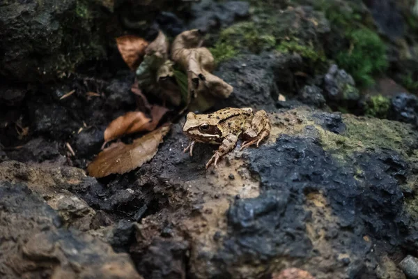 Primo Piano Una Rana Verde Maculata Sulle Rocce Natura — Foto Stock