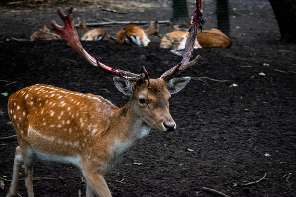 Une Vue Naturelle Cerf Tacheté Marchant Dans Zoo — Photo