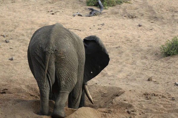 Снимок Слона Выкапывающего Воду Национальном Парке Крюгер — стоковое фото