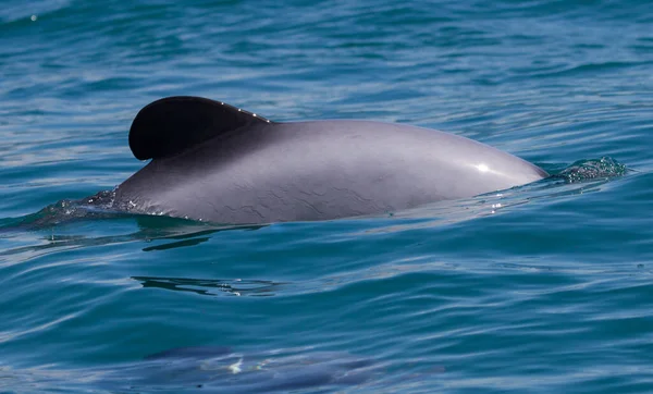 Primer Plano Hermoso Delfín Nadando Mar Azul — Foto de Stock