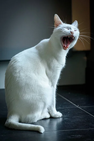 Egy Közelkép Egy Fehér Macskáról Amint Földön Áll Ásít — Stock Fotó
