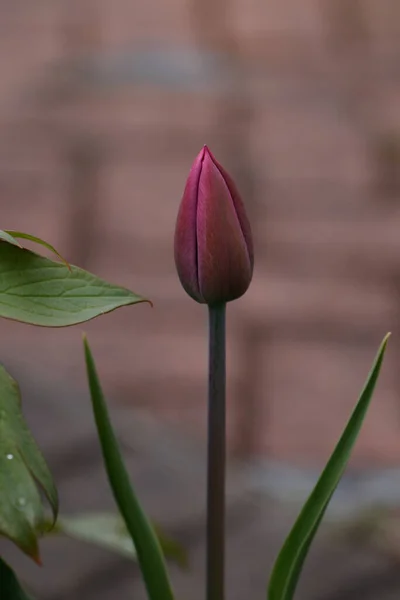 Plan Vertical Une Tulipe Rose — Photo