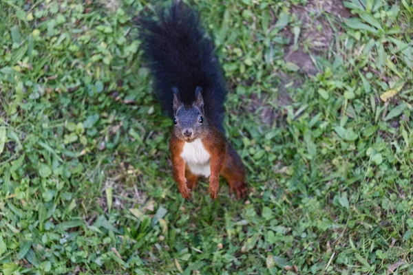 Cute Squirrel Looking Feed — Stockfoto