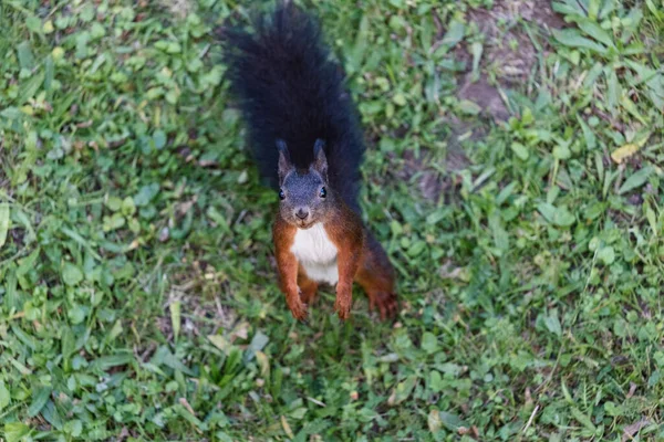 Cute Squirrel Looking Feed — Stock Photo, Image