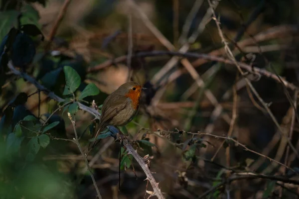 Closeup Shot Robin Bird Perched Prickly Twig Forest Sunbeams — ストック写真