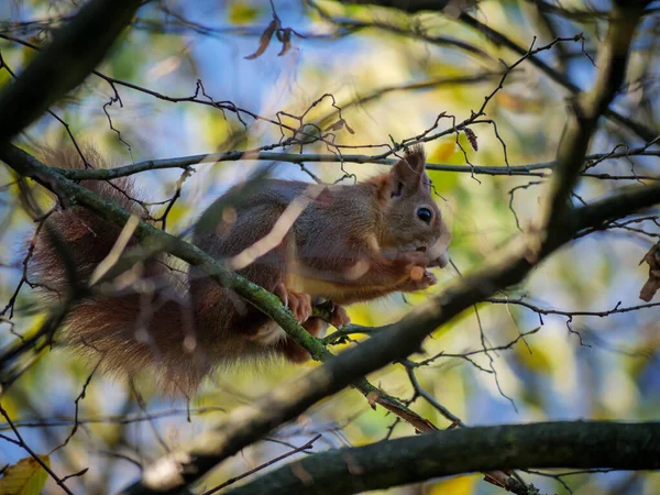 Furry Small Squirrel Tree Branch Wild — Fotografia de Stock