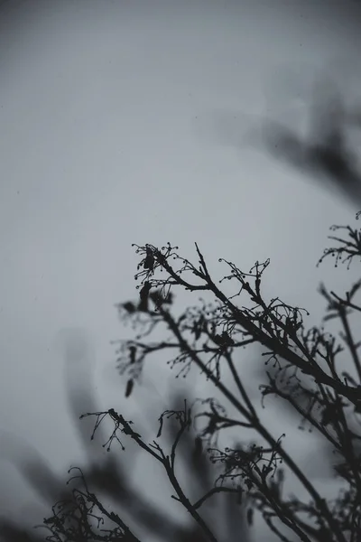 Selektywne Ujęcie Gałęzi Drzew Podczas Zimy Mglistej Pogodzie — Zdjęcie stockowe