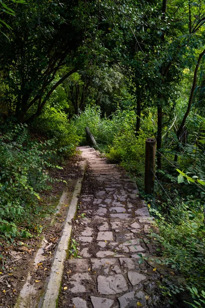 Plano Vertical Camino Entre Bosque Mediterráneo Cataluña —  Fotos de Stock