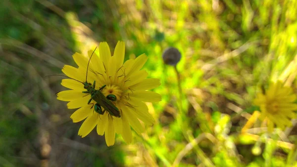 Ein Gelber Habichtskraut Mit Insekt Zwischen Den Blütenblättern Auf Verschwommenem — Stockfoto