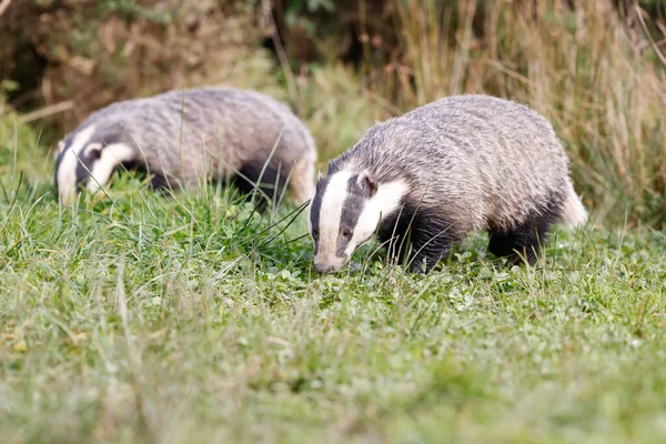 Beautiful View Common Badgers Field — Stock Photo, Image