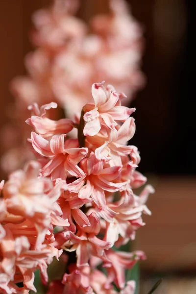 Ένα Κοντινό Πλάνο Από Όμορφα Λουλούδια Υάκινθος — Φωτογραφία Αρχείου