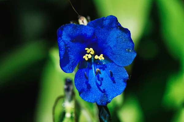Голубой Цветок Коммелина Саду — стоковое фото
