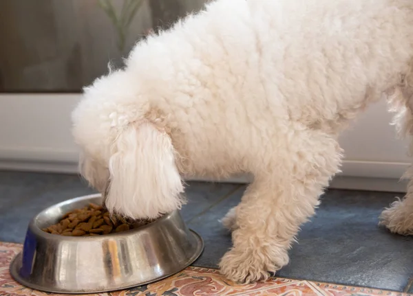 Primer Plano Caniche Comiendo Comida Para Perros Tazón Dentro Una — Foto de Stock