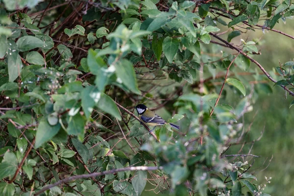 Colorful Great Tit Bird Perching Tree Branch — Fotografia de Stock