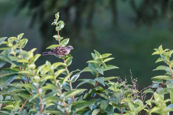 Ein Flacher Fokus Eines Kleinen Vogels Auf Einem Grün Verschwommenen — Stockfoto