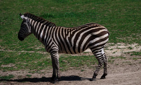 Närbild Zebra Ett Fält Solljuset Med Suddig Bakgrund — Stockfoto