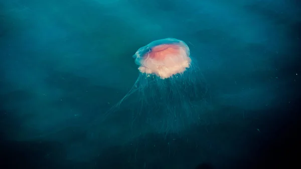 Beautiful Jellyfish Fjallbacka Sweden — Stock Photo, Image