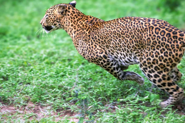 Знімок Дикого Леопарда Біжить Парку Тварин Шрі Ланці — стокове фото