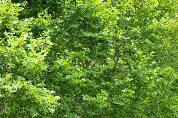 Een Prachtige Close Van Bomen Het Bos — Stockfoto