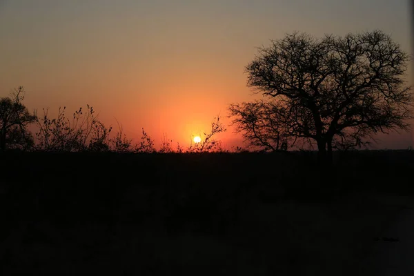 Una Silueta Árboles Parque Nacional Kruger Con Hermosa Puesta Sol — Foto de Stock