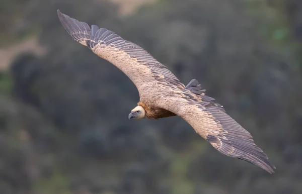 Bulanık Bir Arka Planla Uçan Büyük Vahşi Bir Şahinin Güzel — Stok fotoğraf