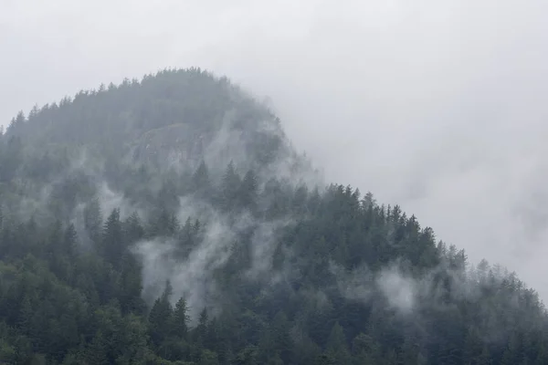 Hela Skogen Fjäll Täckt Dimma — Stockfoto