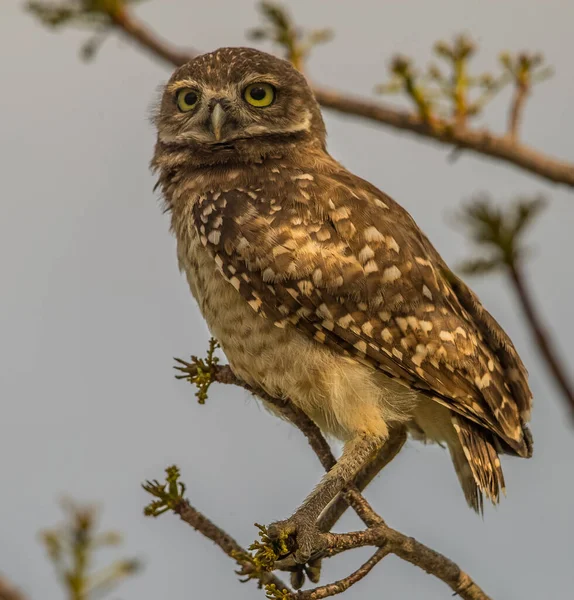 Burrowing Owl Perched Tree Branch — 图库照片