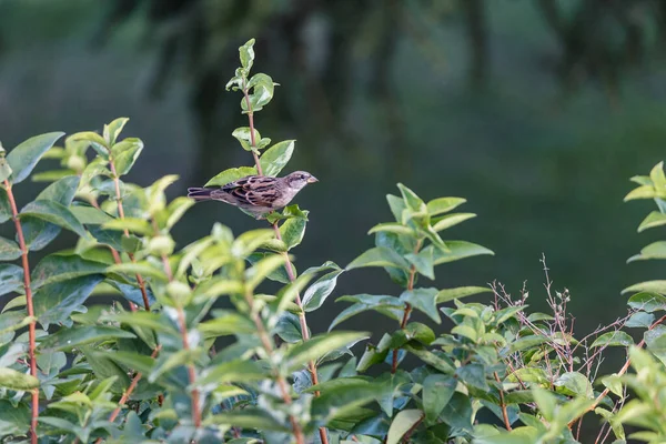 Closeup Shot Bird Sitting Plant Leaves — Stockfoto