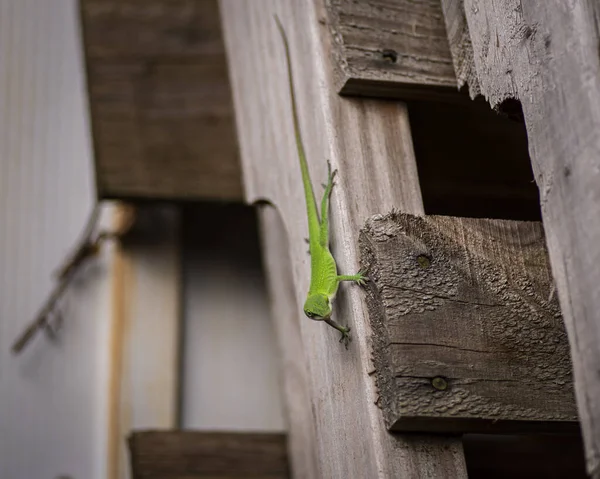 Lagarto Anole Sobre Una Superficie Madera — Foto de Stock