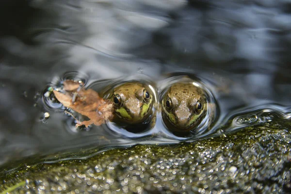 Westchester Zjednoczone Państwa Sierpnia 2017 Makro Makro Fotografia Bliska Żab — Zdjęcie stockowe