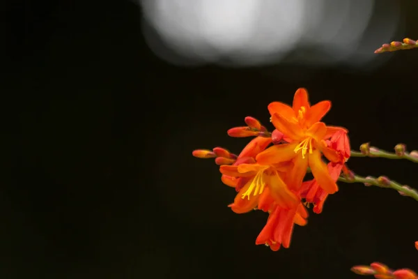 Gros Plan Fleurs Orange Vif Montbretia — Photo