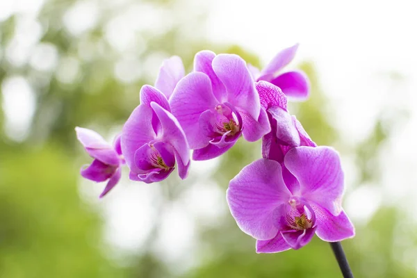 Primer Plano Una Orquídea Púrpura Día Soleado — Foto de Stock