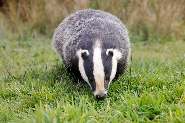 Beautiful View Common Badger Field — Stock Photo, Image