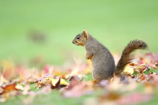 Closeup Shot Cute Squirrel Outdoors — Stock Photo, Image