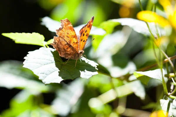 Gros Plan Papillon Asiatique Virgule Assis Sur Des Feuilles Vertes — Photo