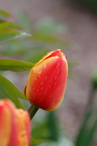 Vertical Shot Tulips Garden — Stock Photo, Image
