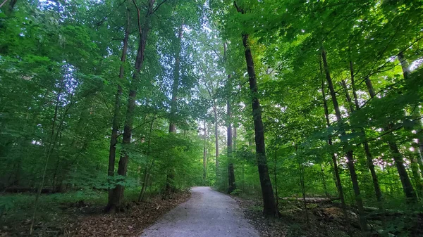 森林中央的一条很长的路 长满了茂密的大树 — 图库照片