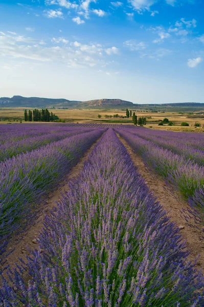 Beautiful Lavender Lavandula Field Trees Mountains Background — Stock Photo, Image