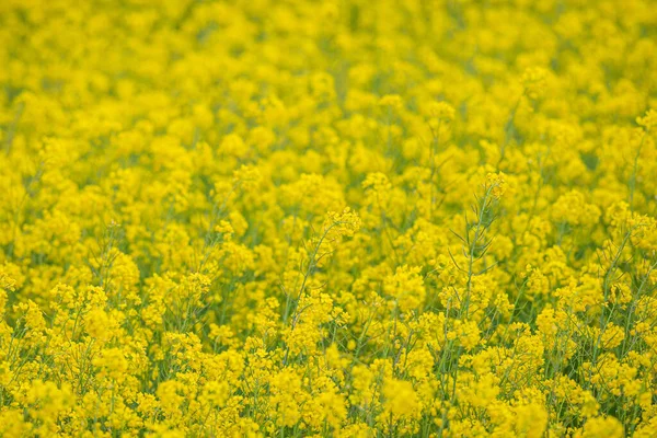 Een Betoverende Opname Van Een Veld Vol Gele Bloemen Tijdens — Stockfoto