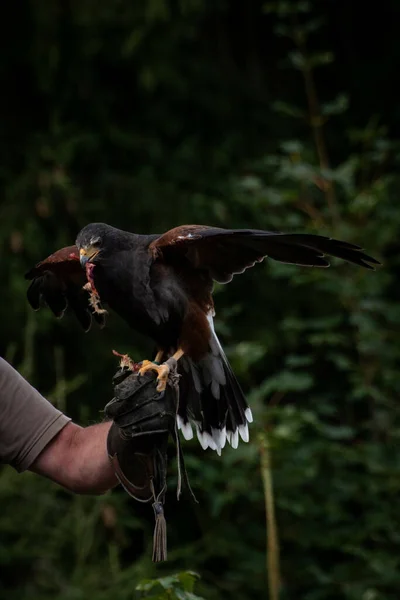 Vertical Shot Golden Eagle Perched Trainer Hand Zoo — Stock Photo, Image