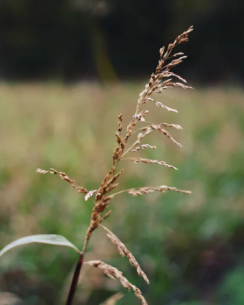 Closeup Shot Agrostis Gigantea Field — Stock Photo, Image