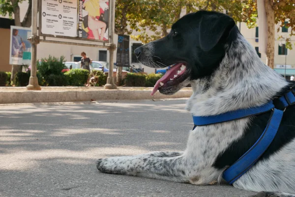 Närbild Söt Hund Som Sitter Golvet Utomhus — Stockfoto