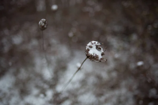 Πρώτα Χιονίζει Ένα Κοντινό Πλάνο Ενός Χιονισμένου Φυτού — Φωτογραφία Αρχείου
