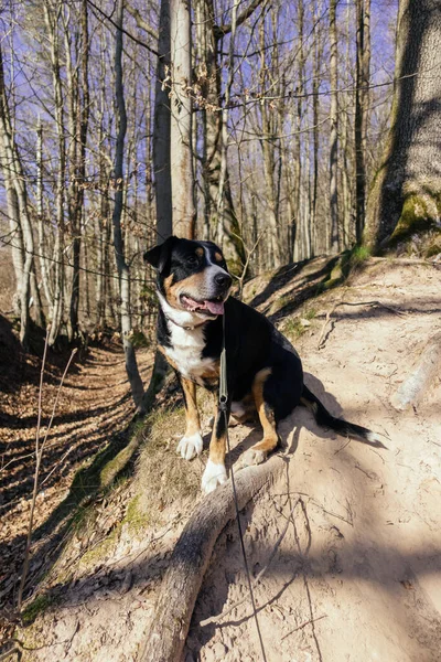 Vertikal Närbild Skott Stor Schweizisk Mountain Hund Parken Hösten — Stockfoto