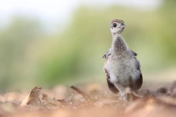 Zbliżenie Ślicznej Małej Malleefowl — Zdjęcie stockowe