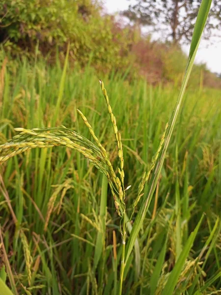 Пшеничні Рослини Полі — стокове фото