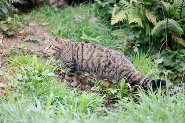 Une Belle Vue Chat Mignon Dans Forêt — Photo